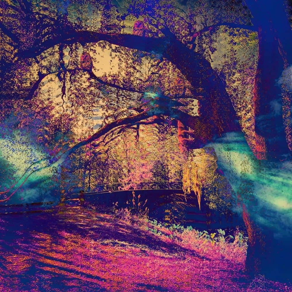 The Lucky Tree album cover
